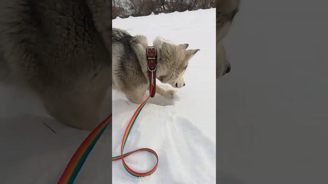 Юта копает яму и ищет мышек смотреть онлайн