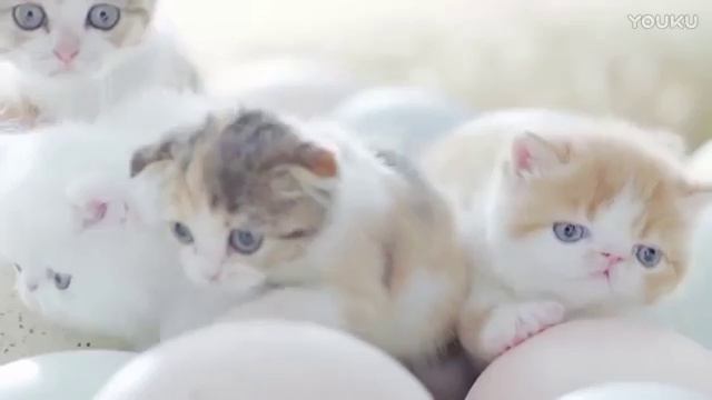 Котята выходят из яиц в тайской рекламе смотреть онлайн