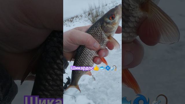 РЫБАЛКА на МОРМЫШКУ 🐟🎣🐟🌊🐟🌅🌲☃️🌀🏞️🌲🌲🌲❄️❄️🕳️🎣📽️