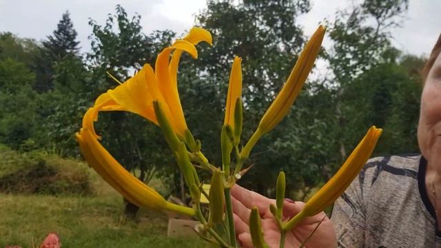 Ставропольский ботанический сад. Коллекция лилейника гибридного.