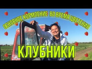 Клубника зацвела в поле?
