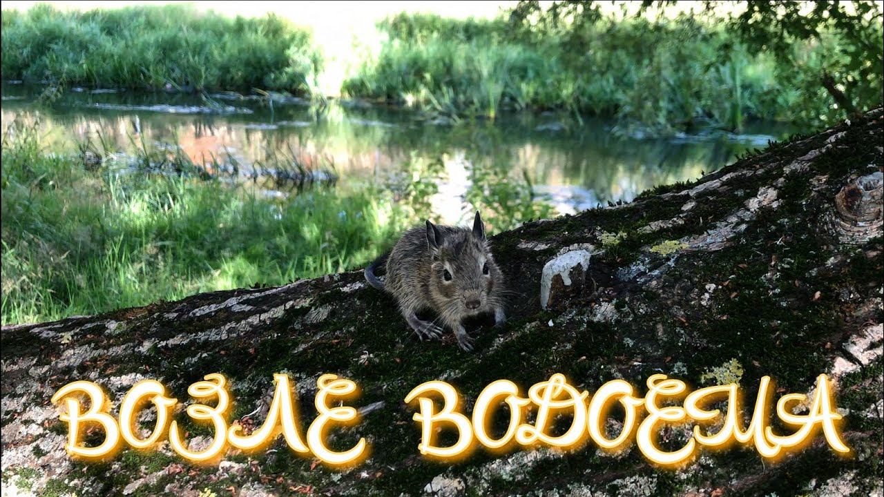 !!! ВОЗЛЕ ВОДОЕМА  !!!     #дегу  #белка  #грызун #грызуны