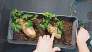 Как вырастить батат (часть 2 )