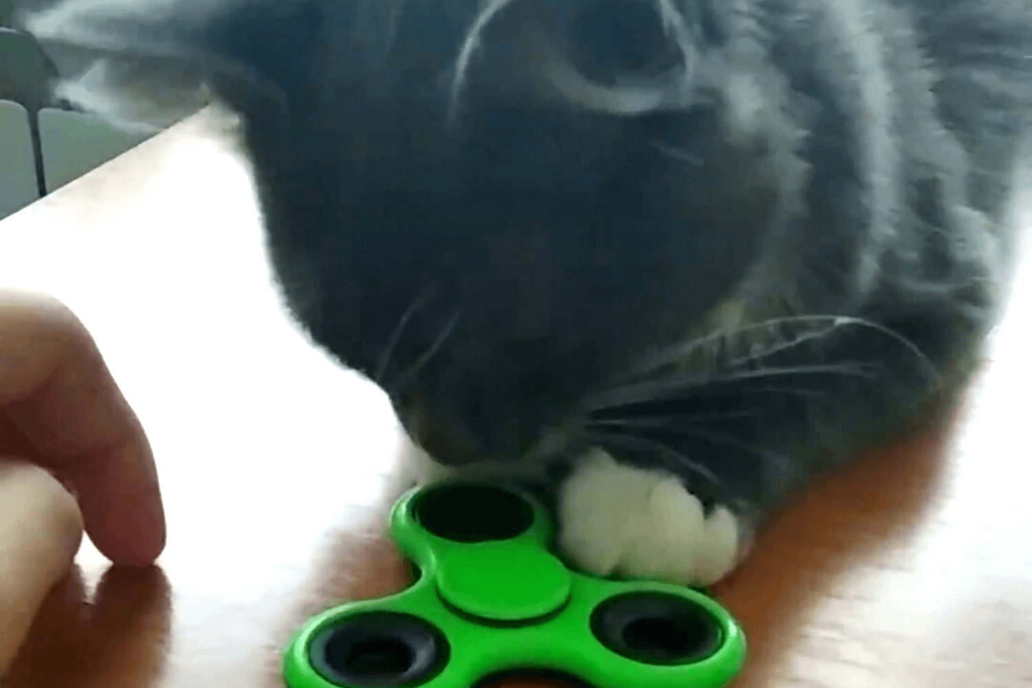 Кошка Муся и ее любимая игрушка - спиннер