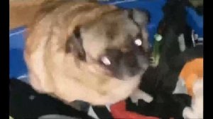 мопс танцует