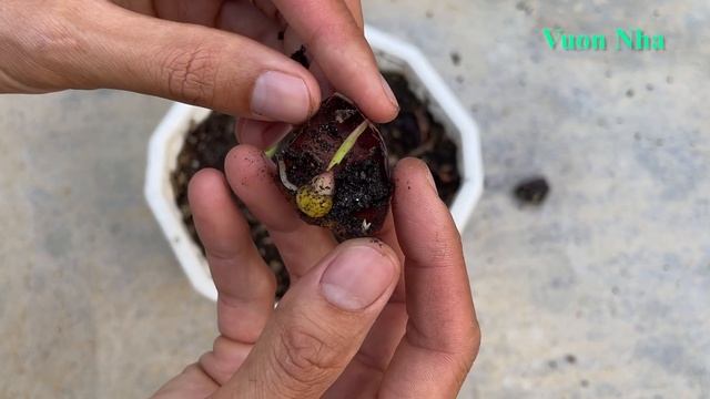 Thử nhân giống hoa Ly bằng củ | How to propagate lily at home смотреть онлайн