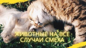 ПРИКОЛЫ С ЖИВОТНЫМИ - Смешные ? и ? / Смешные животные