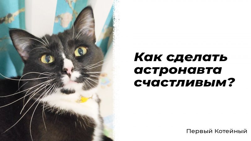 Как сделать астронавта счастливым? ?? #шутки #ирония #приколы #сатира #котики