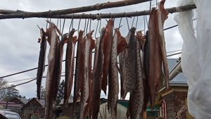 Вялим рыбу без мух, на еду или копчение, простой рецепт