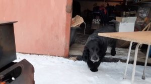 САМАЯ ВКУСНАЯ РЫБА это окунь горячего копчения???