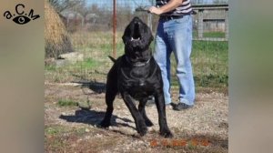 ПЕРО ДЕ ПРЕСА КАНАРИО - ЛЮБОПИТНИ ФАКТИ И ПОВЕДЕНИЕ   а.С.м