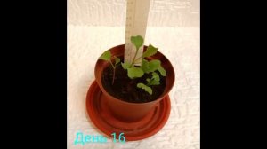 ТАЙМЛАПС РОСТА РЕДИСА.