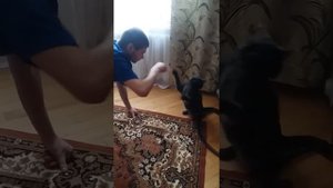 Кот загрыз человека