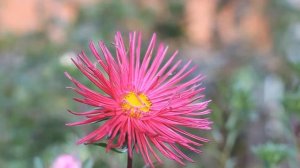 Zenitar-M 1,7/50 with Canon 550D video test