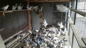 Ленинаканские голуби в Краснодаре