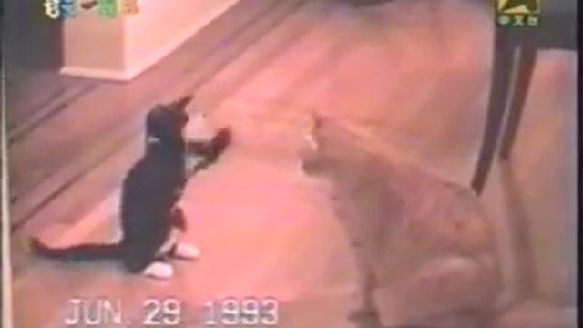 A Little Cat Provoking A Big Cat смотреть онлайн