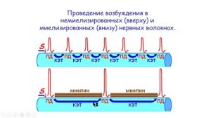 Миелинизированные нервные волокна: проведение возбуждения.