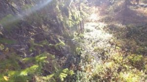 НАСТРЕЛЯЛИ КУЧУ ДИЧИ! ОХОТА НА ГЛУХАРЯ, ТЕТЕРЕВА И РЯБЧИКА. ОХОТА НА БОРОВУЮ ДИЧЬ С МАНКОМ. КОМИ.