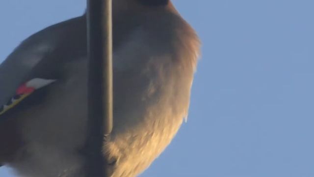 Хохлатики вернулись смотреть онлайн