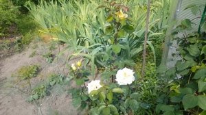 Роза Голден Тауэр . Rosa Golden Tawer . Чайно-гибридные розы .
