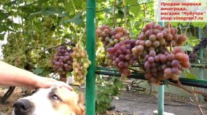 Виноград Низина- одна из форм которые мне нравятся- во вкусе фрутовый аромат с балансом кислоты