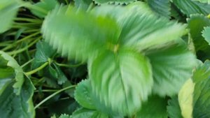 Клубника Азия, Клери, Альба, Мурано, Кабрилло, Мальга. Обзоры сортов.