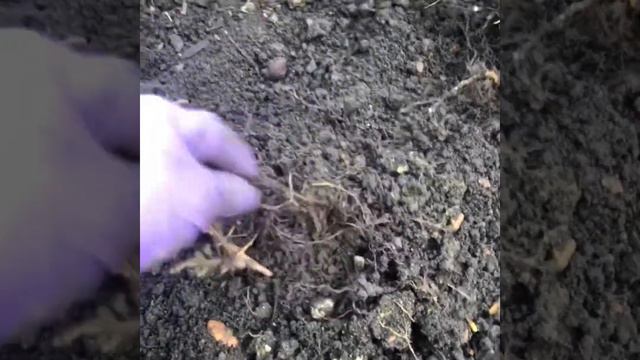 RHS Level 2 Maintaining Plant Health смотреть онлайн