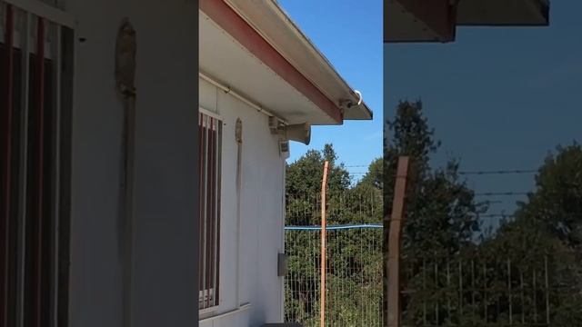 Камеры видеонаблюдения, сигнализационная система и 3 телевизора. смотреть онлайн