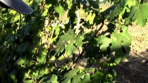 @Виноград Граф Монте Кристо, виноград Полтавщины