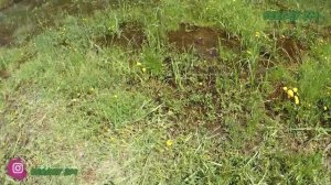 Грецкие орехи после 1.5 года роста! Сорта орехов : Идеал , Иван-багряный и Кочерженко