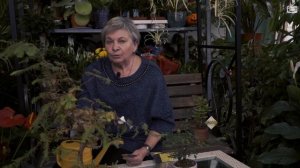 Бонсай ? Правильный Уход ✔️ Почему погибает Бонсай ? hitsadtv