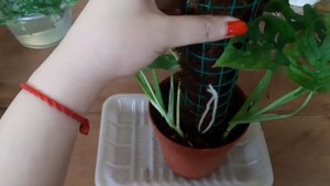 Тотем из мха своими руками