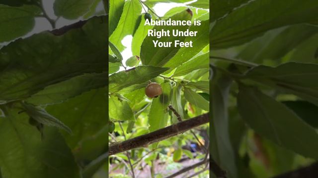 Grow Your Own Cherries and Figs in Florida