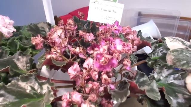 Выставка клуба "Фиалки. Новая волна" смотреть онлайн