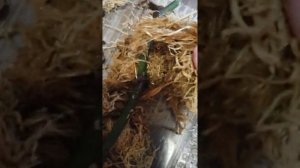 Что делать со срезанных цветоносом орхидеи. Тепличка для деток орхидеи.