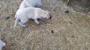 Турецкий Кангал щенки / Kangal puppies