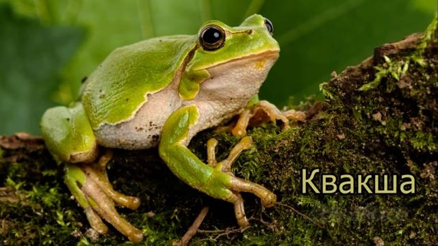 Голоса и звуки диких животных Европы. смотреть онлайн