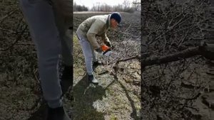 Обкатка Штиль МС 231, Stihl MS 231