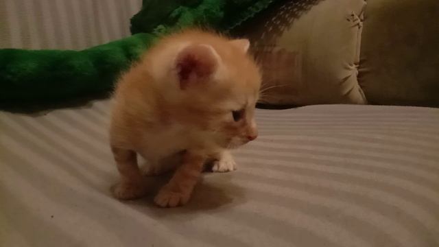 котёнок