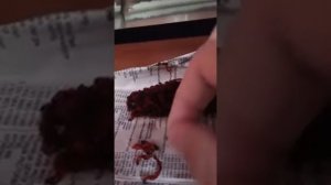 Чем и как кормить уклейку в домашних условиях ?