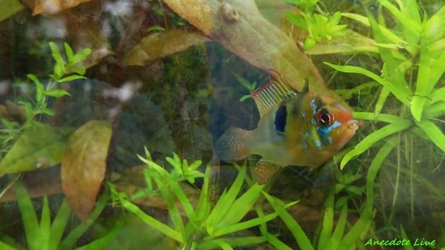 Расслабляющие морские пейзажи Sleep Meditation Aquarium Relaxing Oceanscapes смотреть онлайн