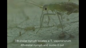 ПОЛЕЗНОЕ НАСЕКОМОЕ - ХИЩНЫЙ КЛОП МАКРОЛОФУС ПРОТИВ БЕЛОКРЫЛКИ