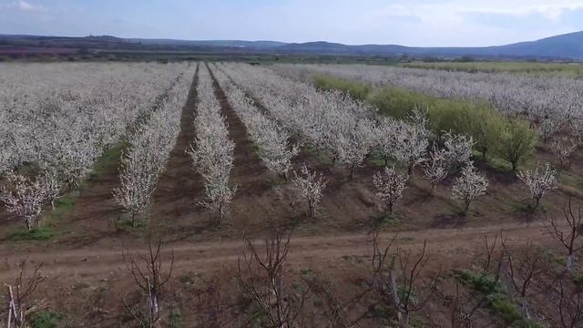 Хорус и Скор на Синджента - защита на овошките смотреть онлайн