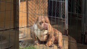 американский булли покет