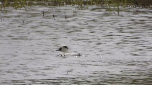 Луток, наблюдение птиц в Новгородской области 10 мая 2024