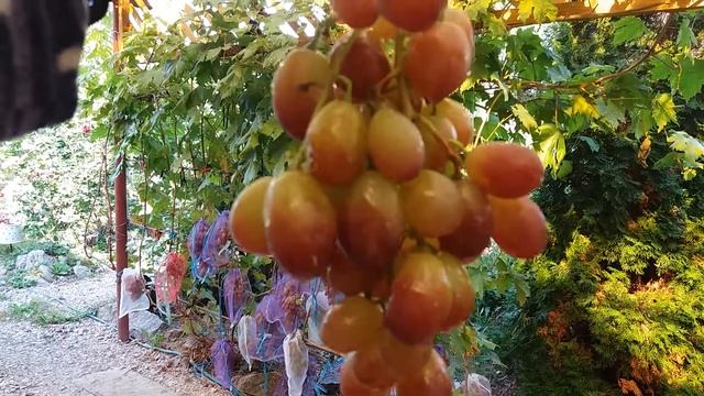 Калининградский виноград. Шерхан. смотреть онлайн