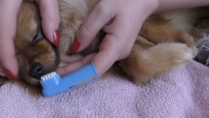 Как и чем чистить зубы собаки, зачем чистка зубов собаке, уход за померанским шпицем