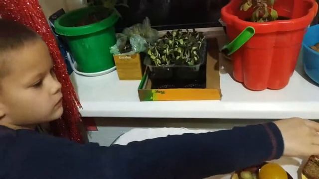 Витамины на подоконнике Пророщенный подсолнечник