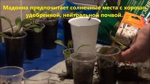 Нивяник Мадонна F1 из семян. Часть №1.