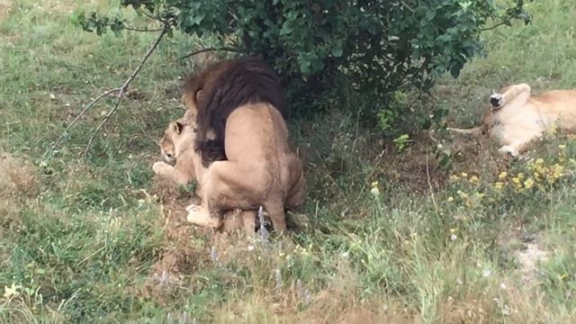 Горячий лев смотреть онлайн